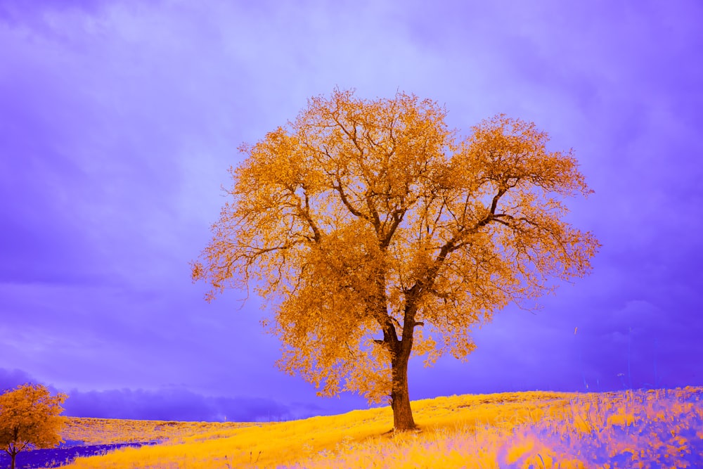 brown tree on brown field under blue sky during daytime