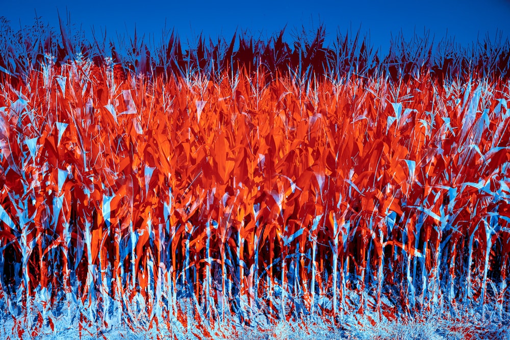 orange flower field during daytime