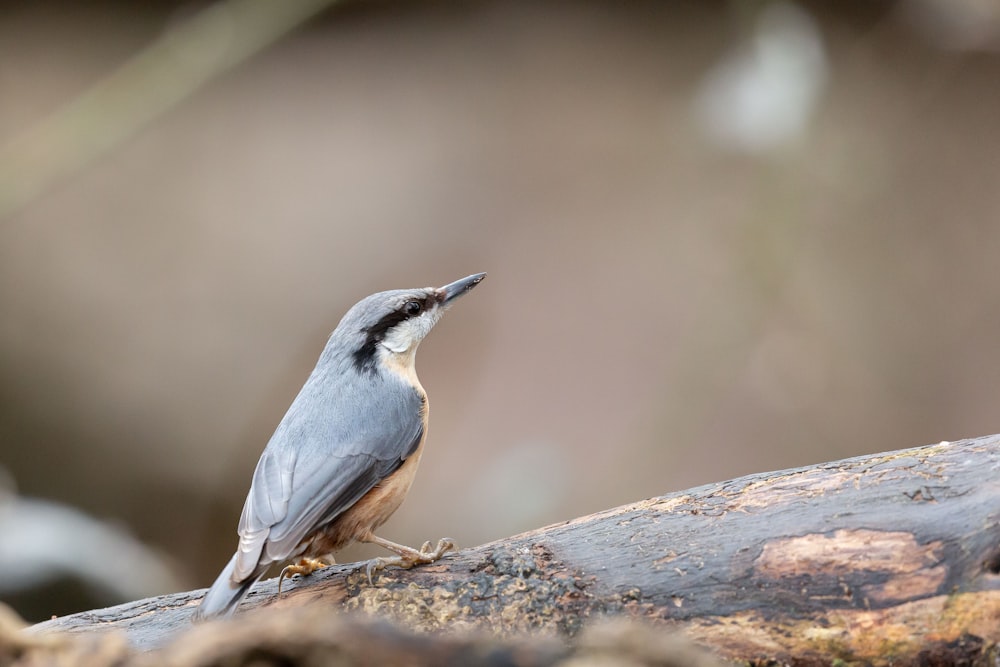 gray and brown bird on brown rock