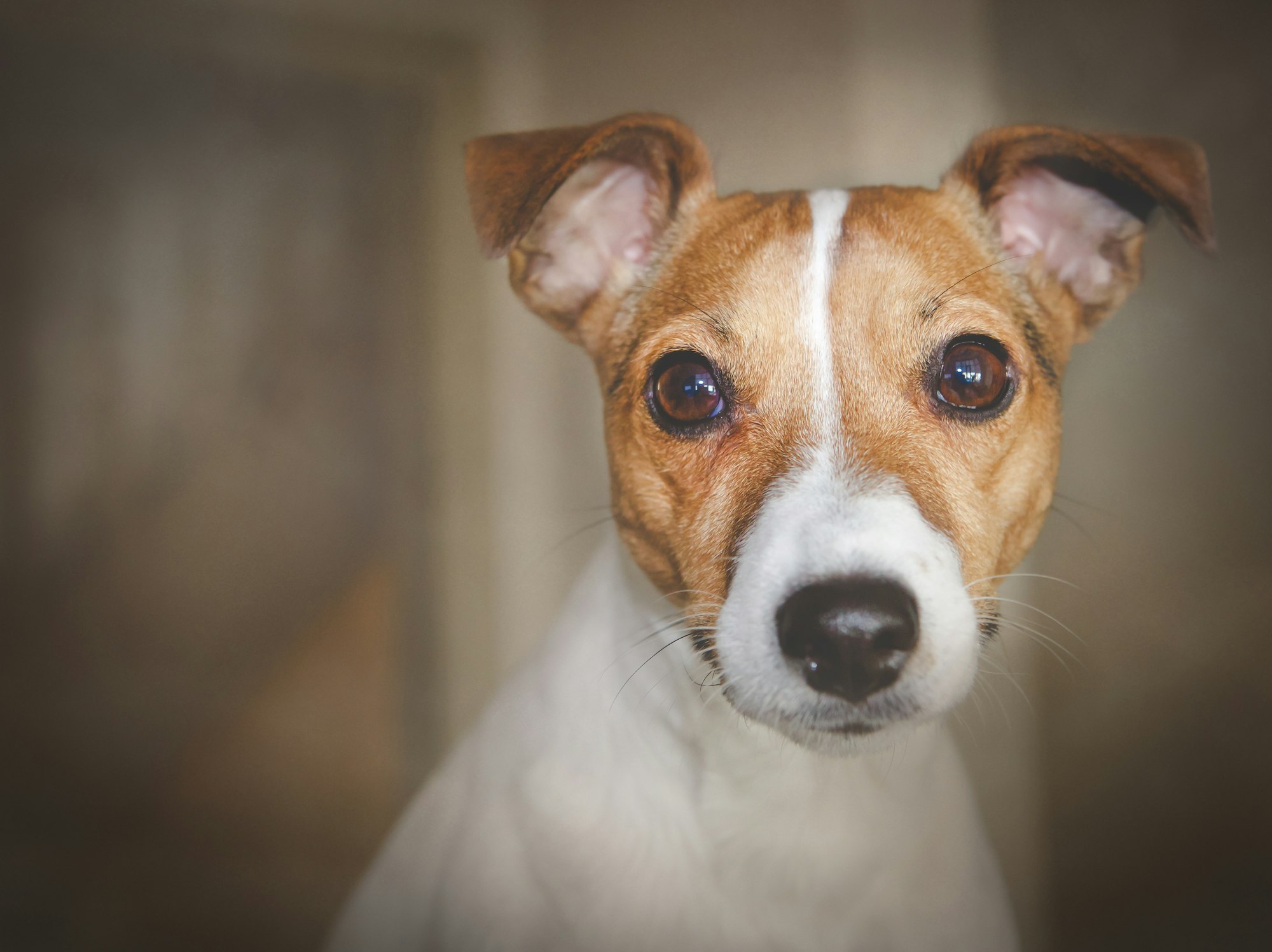 Are Jack Russell Terrier Good Family Dogs?