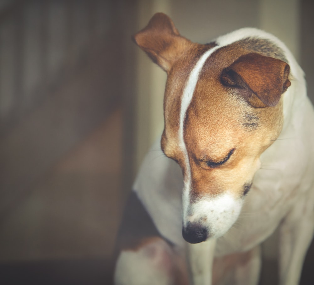 white and brown short coated dog