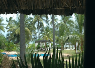 A tropical outdoor scene with tall palm trees, a thatched-roofed lounge area, and a swimming pool. Lounge chairs are visible under a gazebo draped with white curtains. The background features more palm trees and a view of the ocean.
