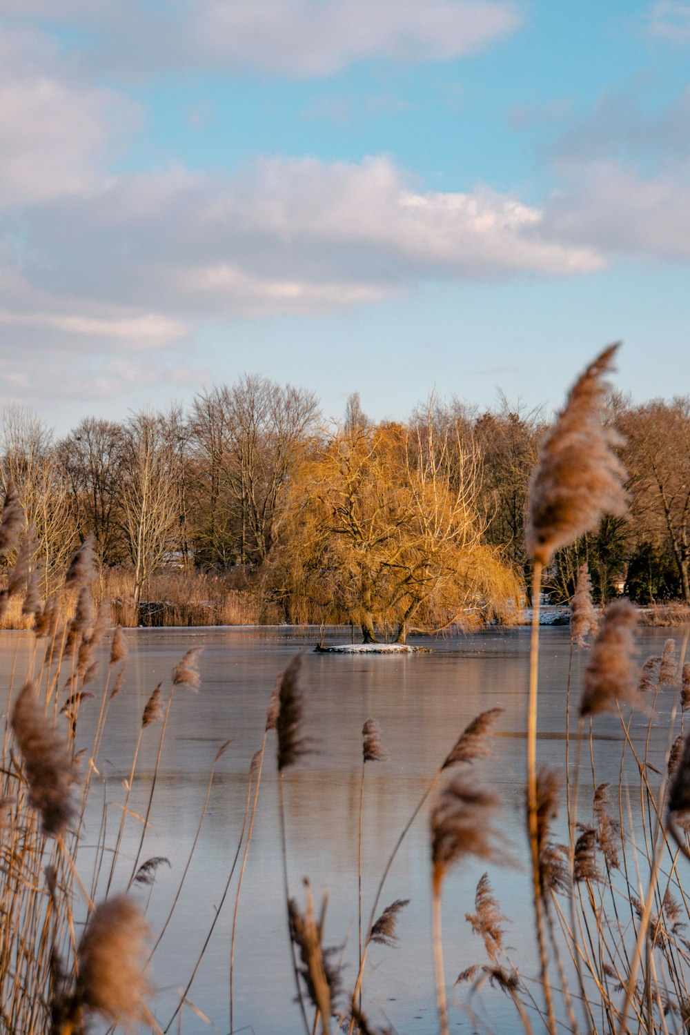 brown trees on body of water during daytime