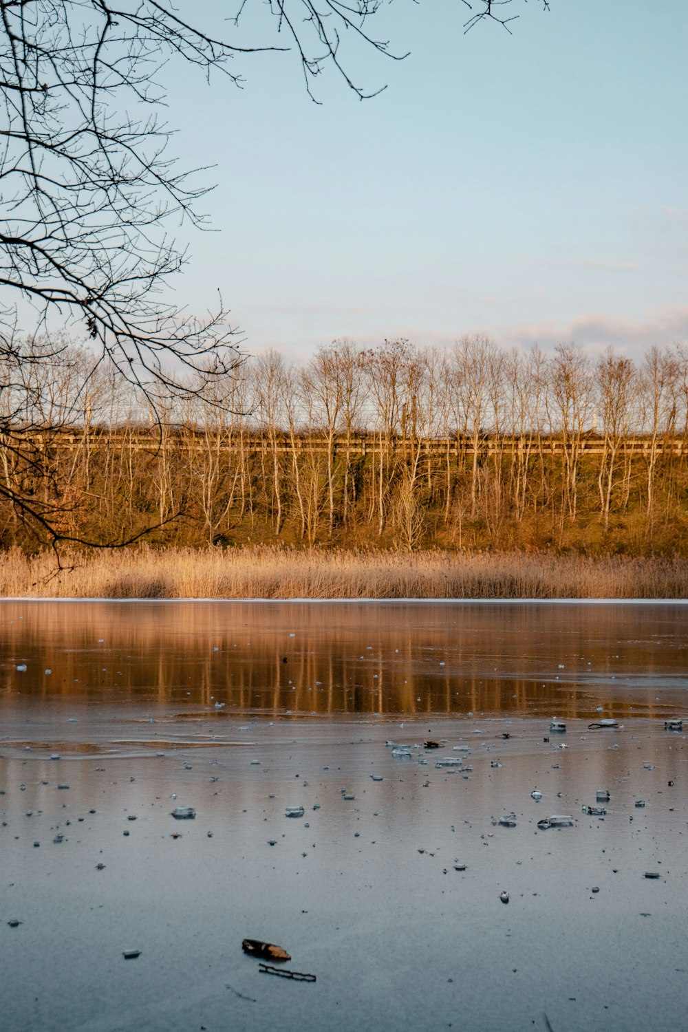 brown leafless trees on lake