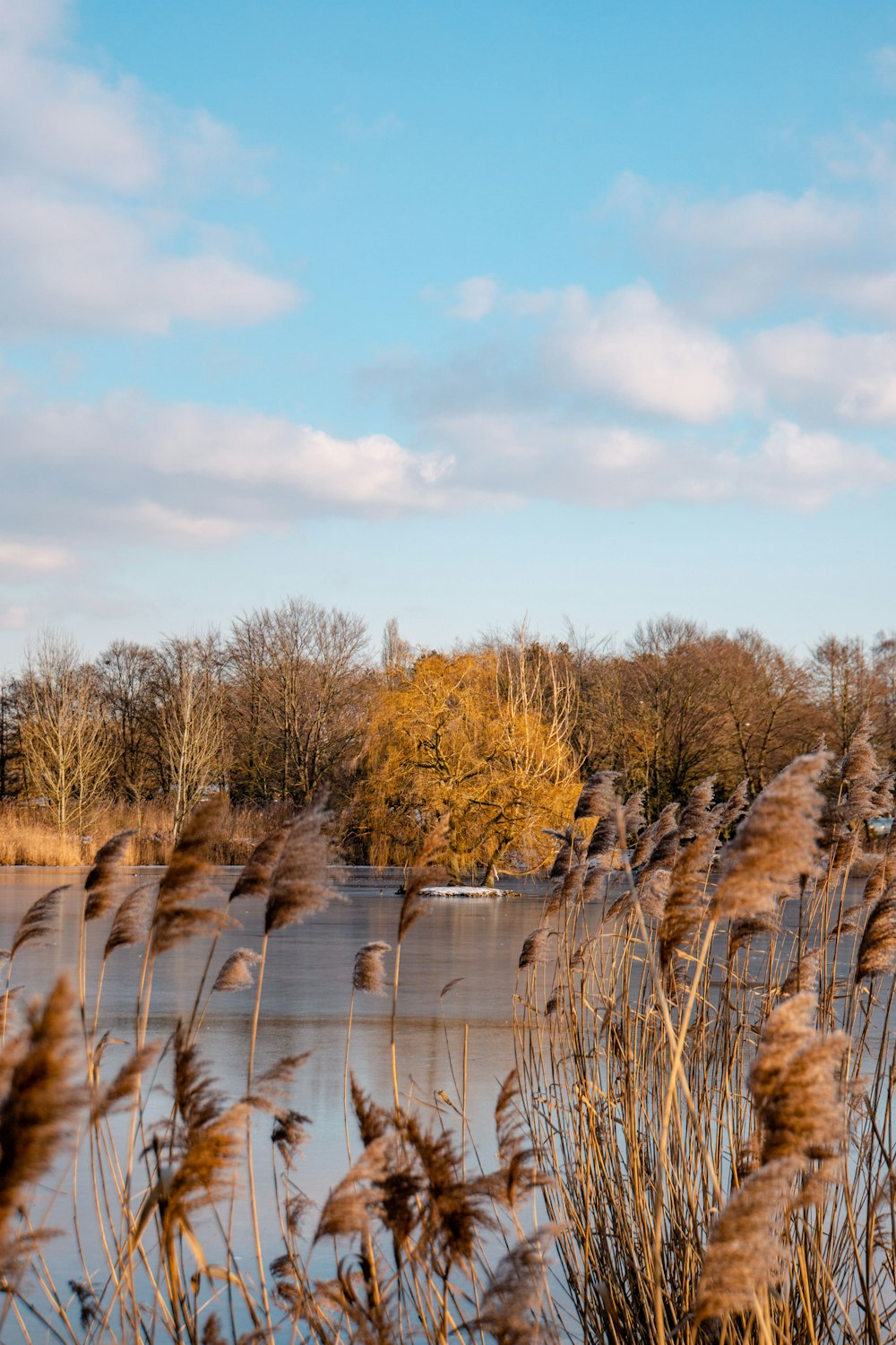 brown trees near river under white clouds and blue sky during daytime