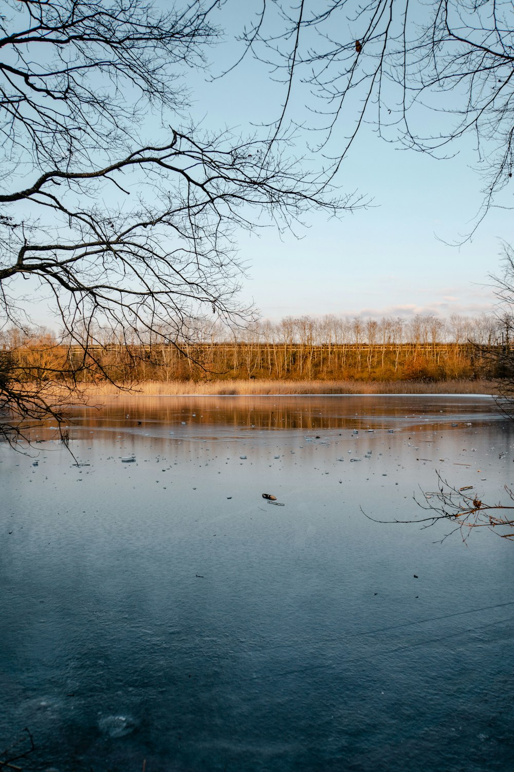brown leafless trees beside lake during daytime