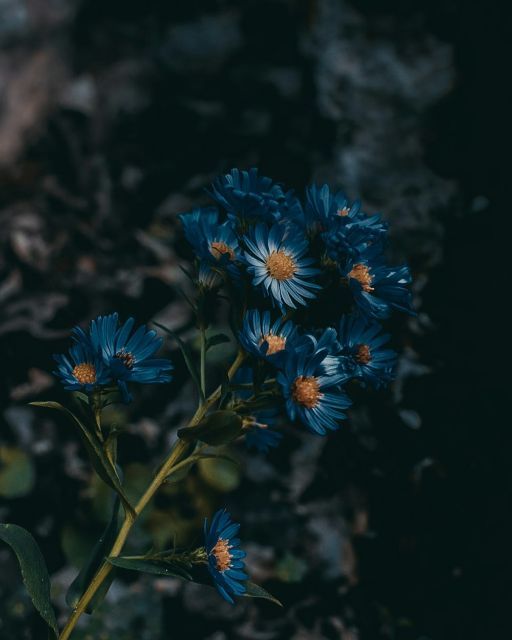 blue flowers in tilt shift lens