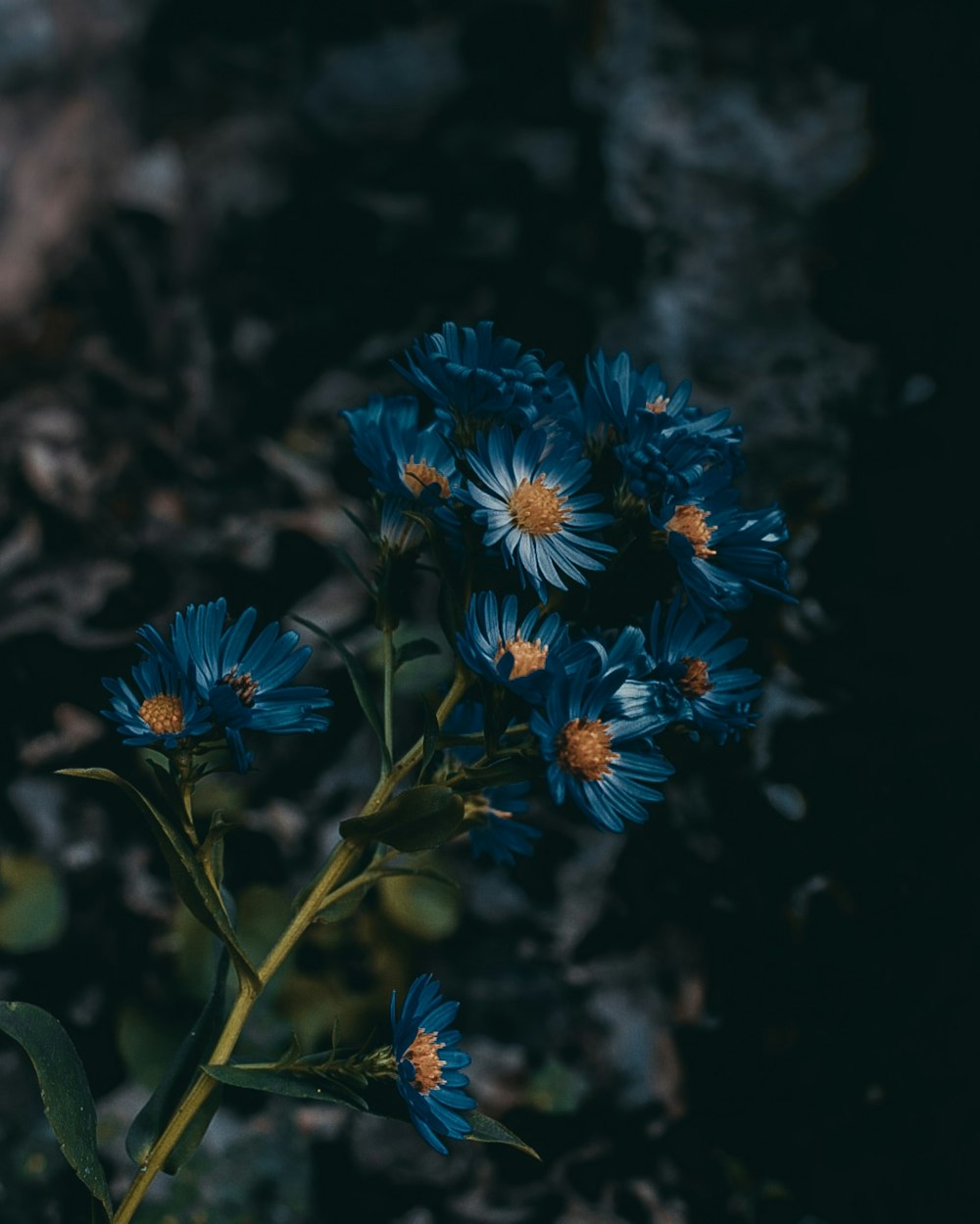 fiori blu con lente tilt shift