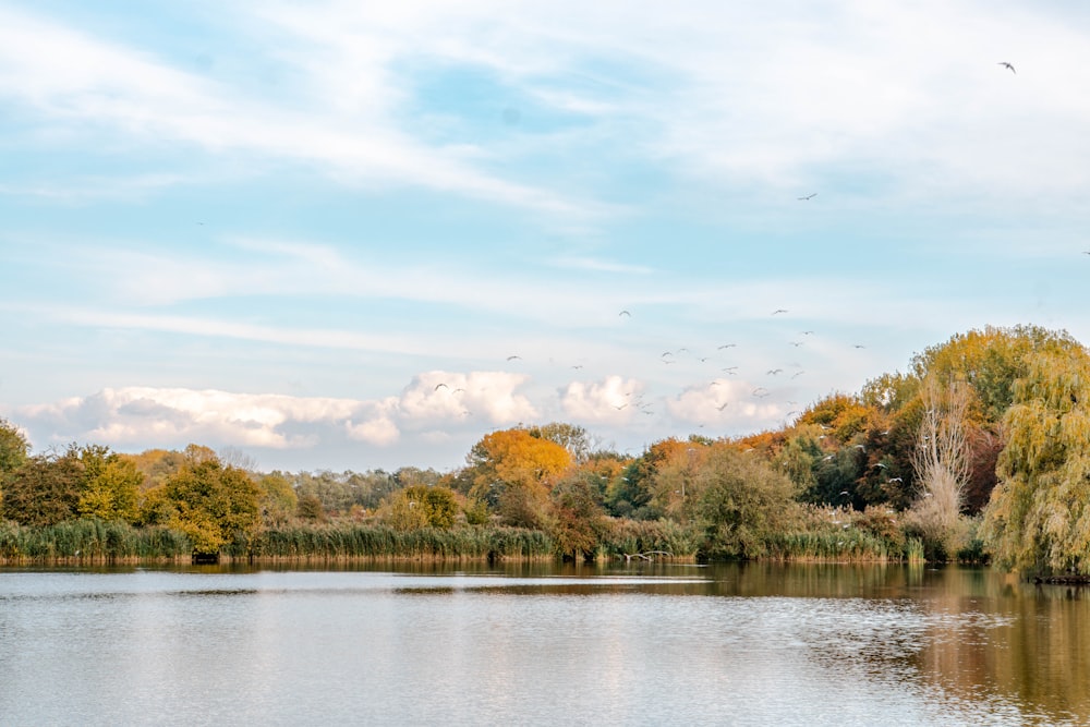 green trees beside river under blue sky during daytime