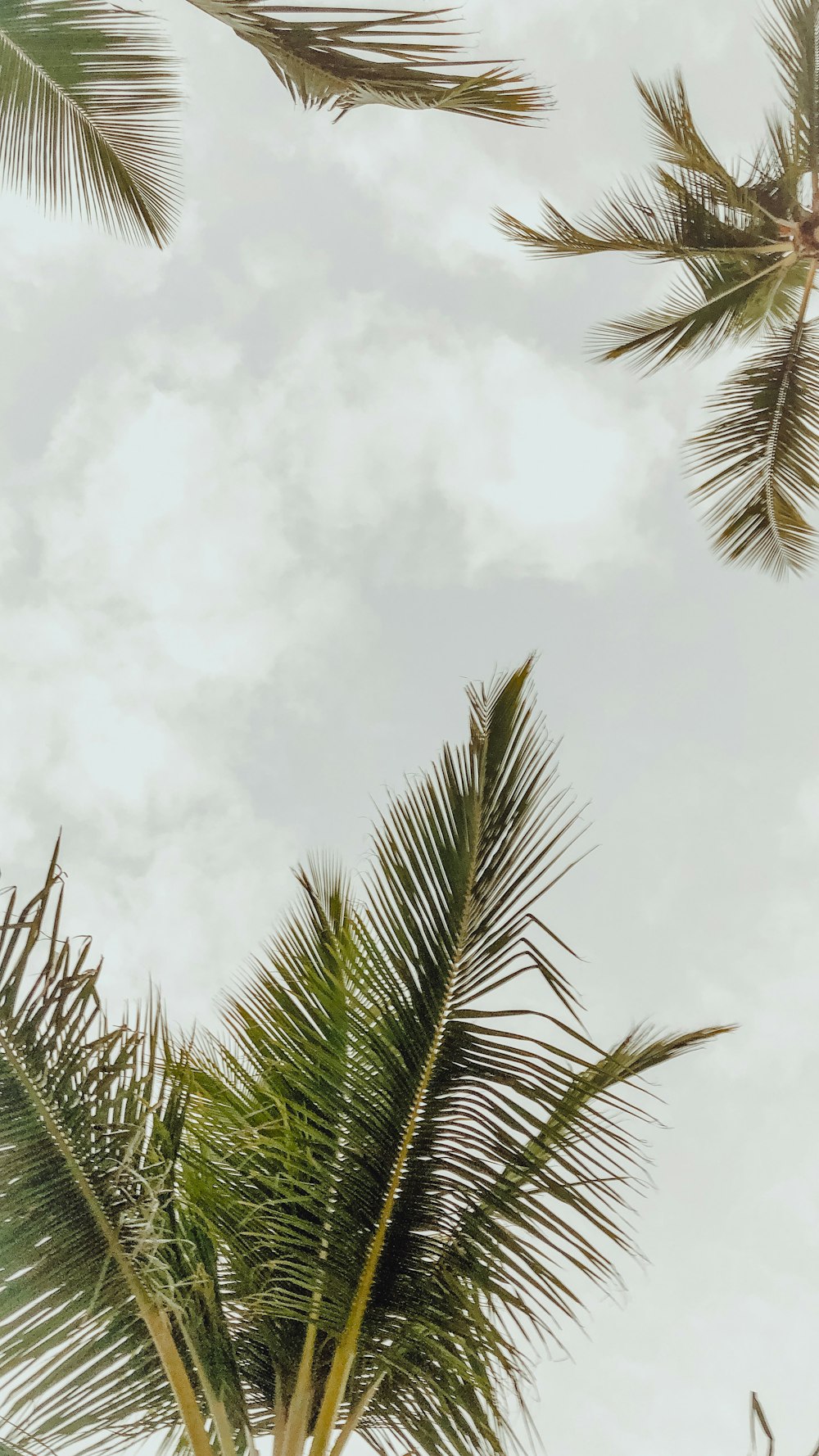 Palmier vert sous des nuages blancs