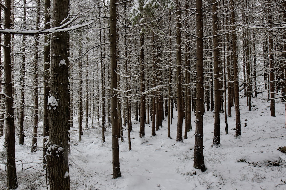 Árboles marrones en el suelo cubierto de nieve durante el día