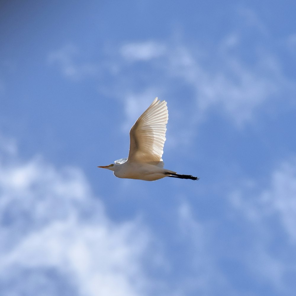 white bird flying under blue sky during daytime