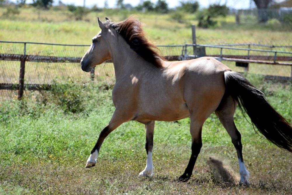 brown and white horse on green grass field during daytime