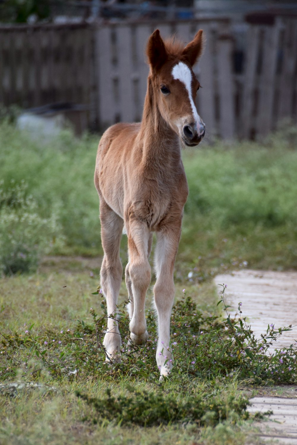 brown horse on green grass during daytime