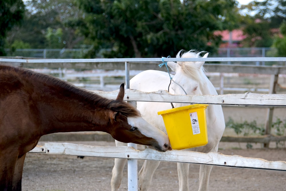 brown horse eating yellow plastic bucket