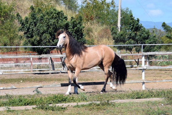 brown and white horse on field during daytime