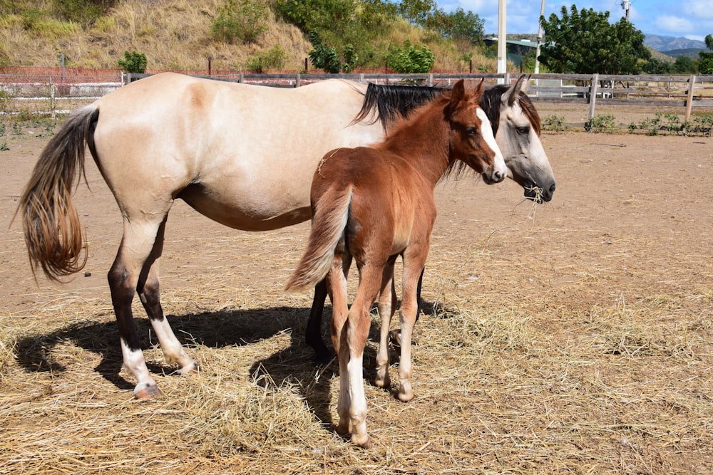 cavalo marrom e branco no campo de grama marrom durante o dia
