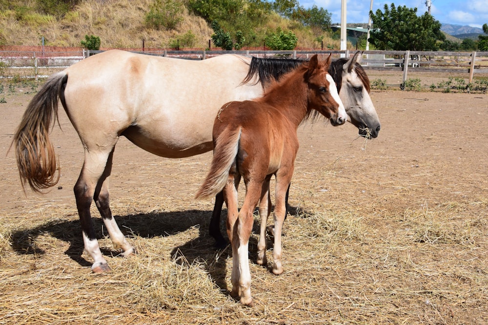 brown and white horse on brown grass field during daytime