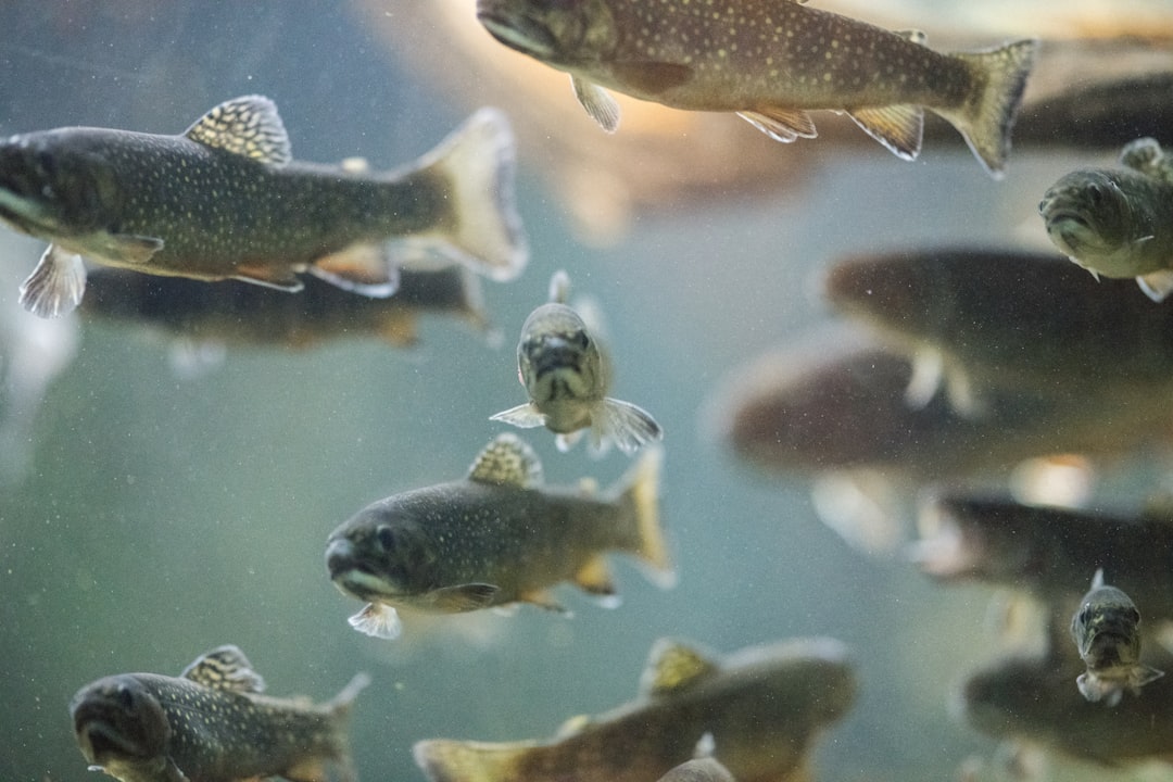 Pêche à la truite en rivière