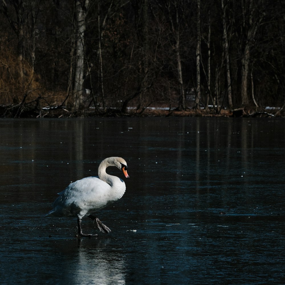 white swan on water during daytime