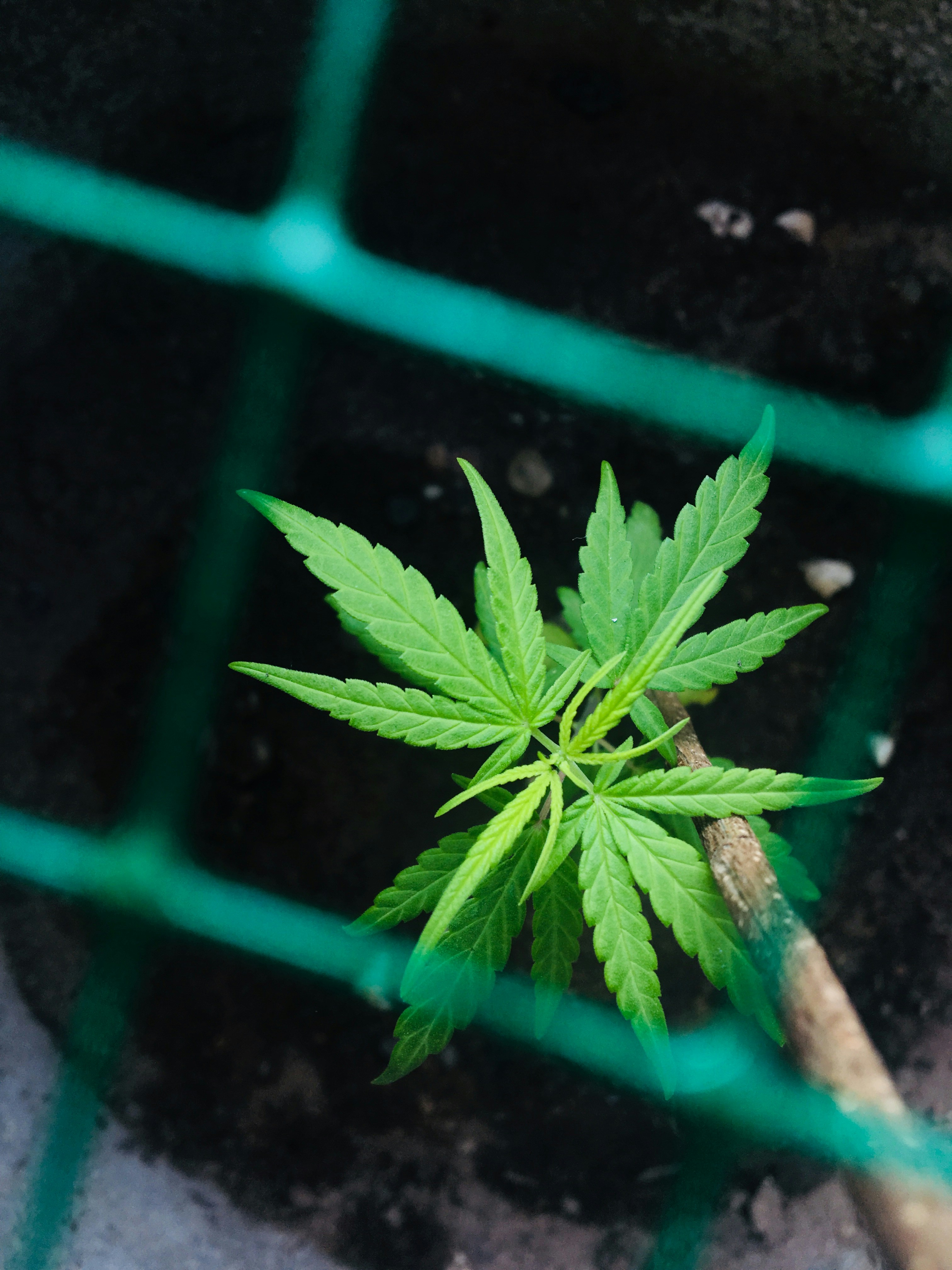 Photo by harshana_kaushalya