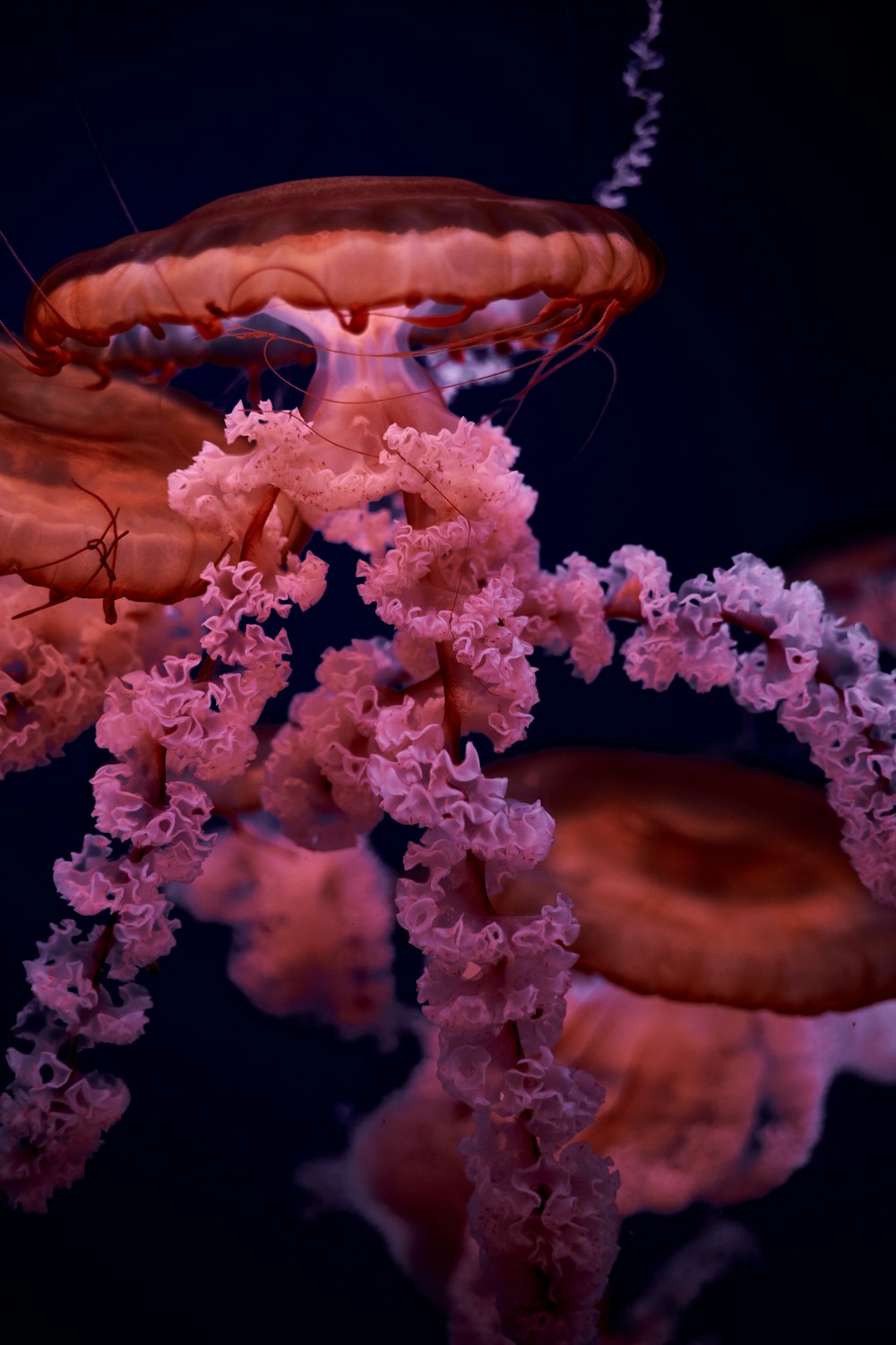 brown jellyfish in close up photography