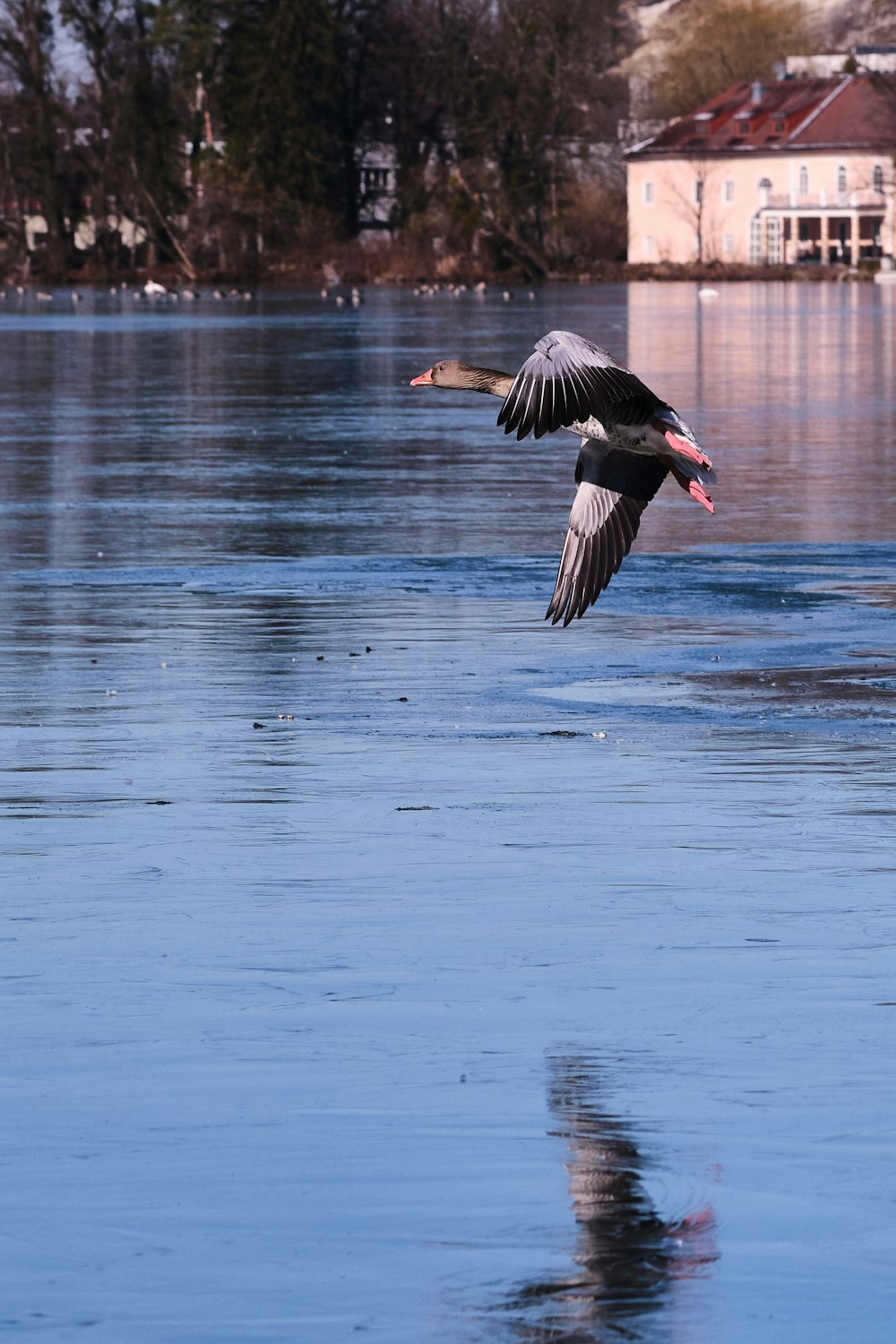 black and white bird flying over the water during daytime