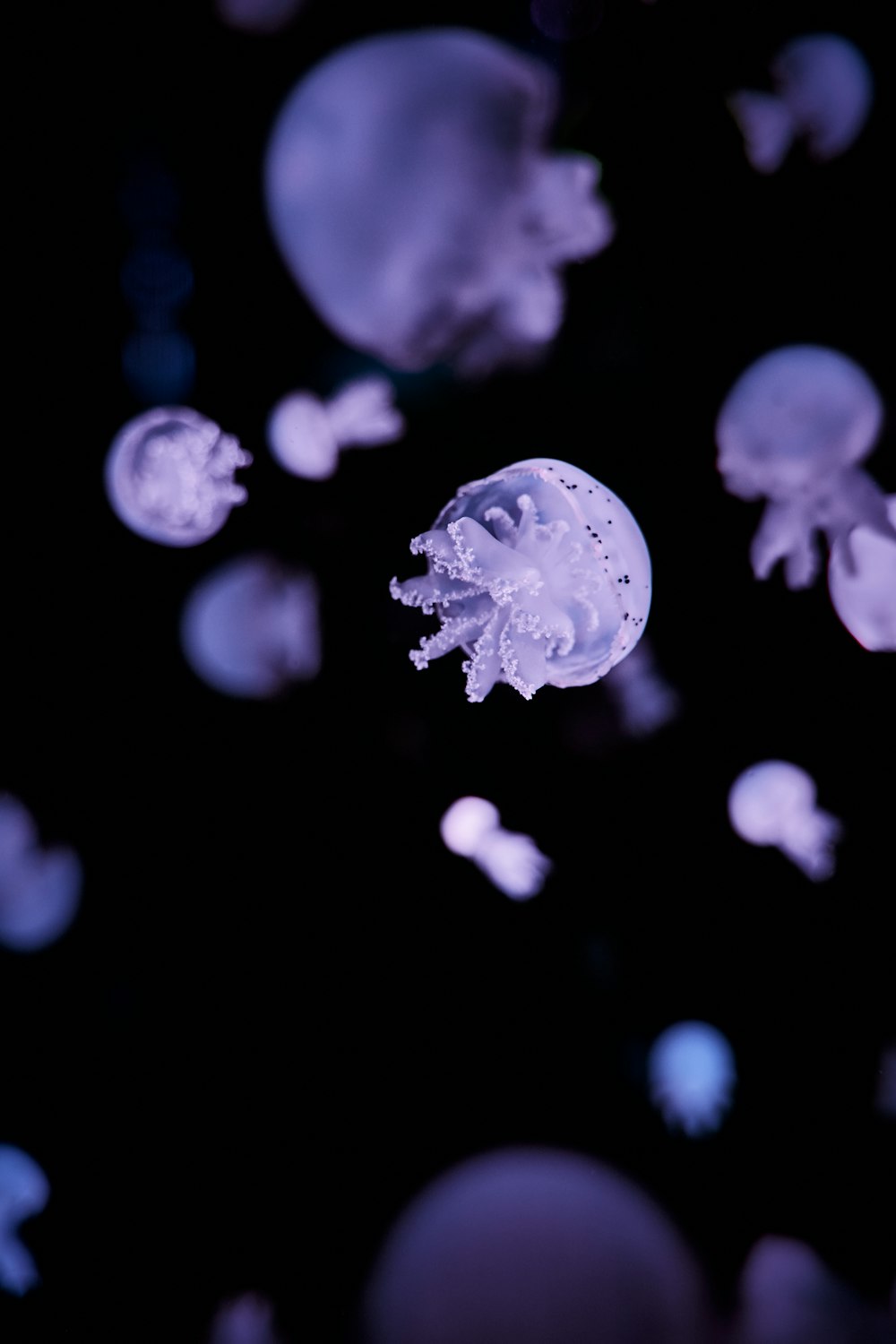 white and black jellyfish in water