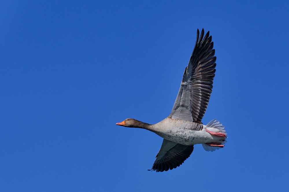 grey and white duck flying under blue sky during daytime