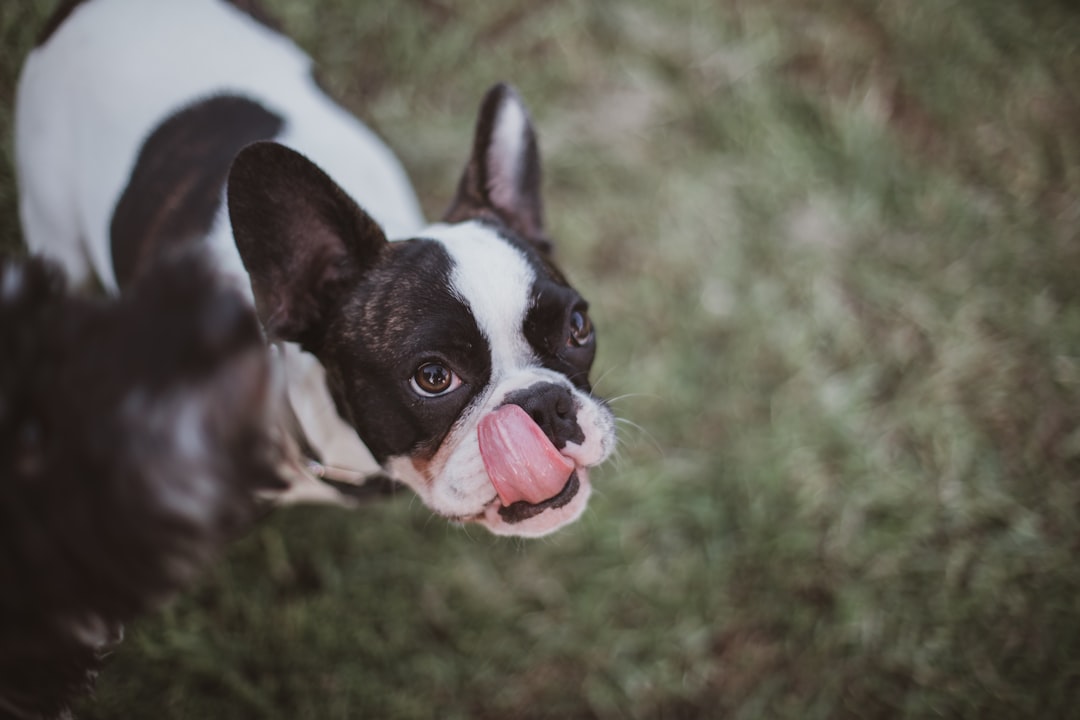 black and white boston terrier puppy biting a pink ball