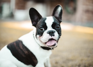 black and white boston terrier puppy