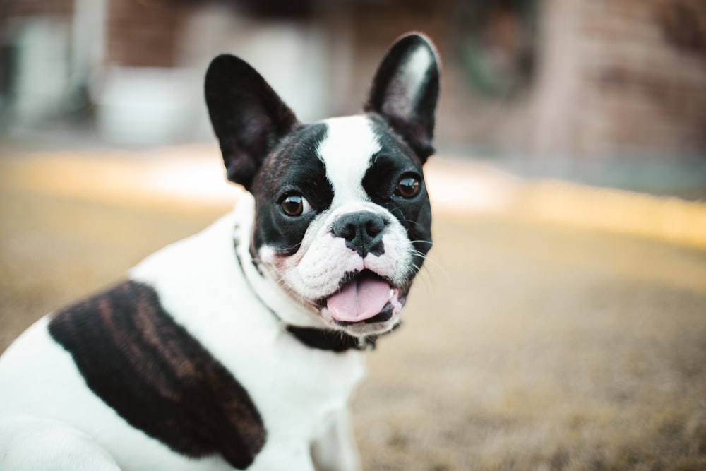 black and white boston terrier puppy
