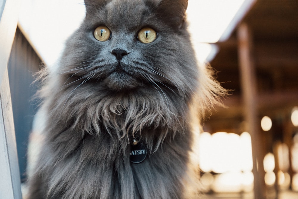 black long fur cat on white concrete floor