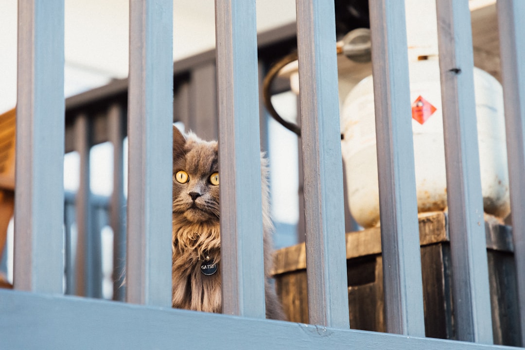 brown and black cat on blue wooden fence