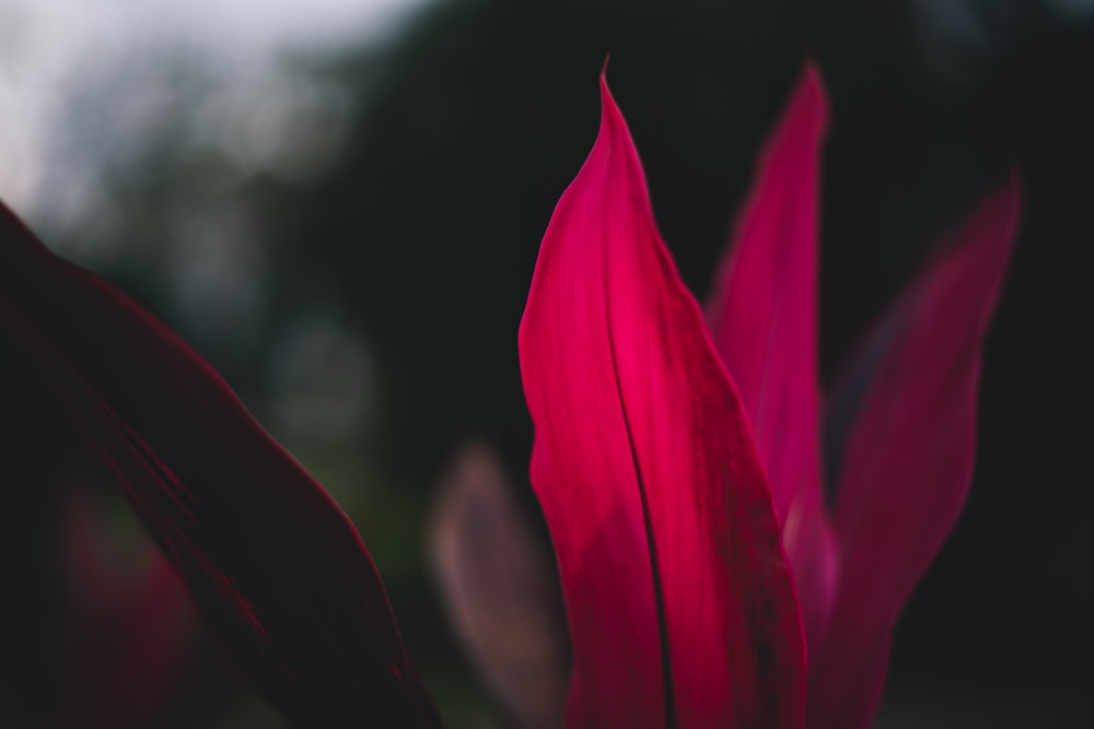 Flor roja en lente de cambio de inclinación