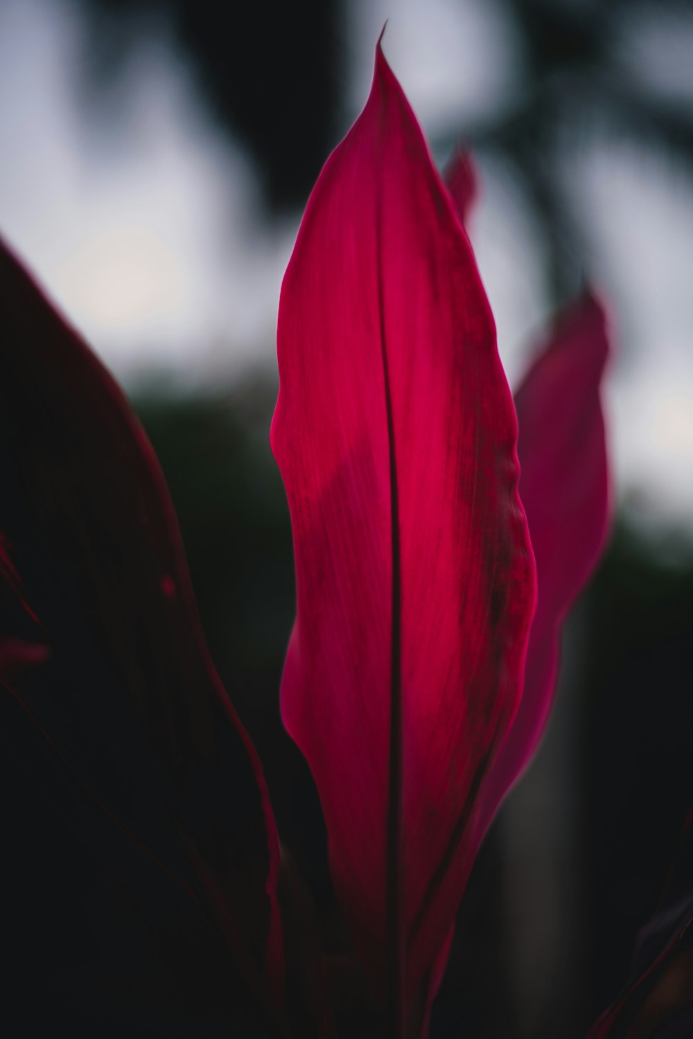 Tulipán rojo en flor durante el día