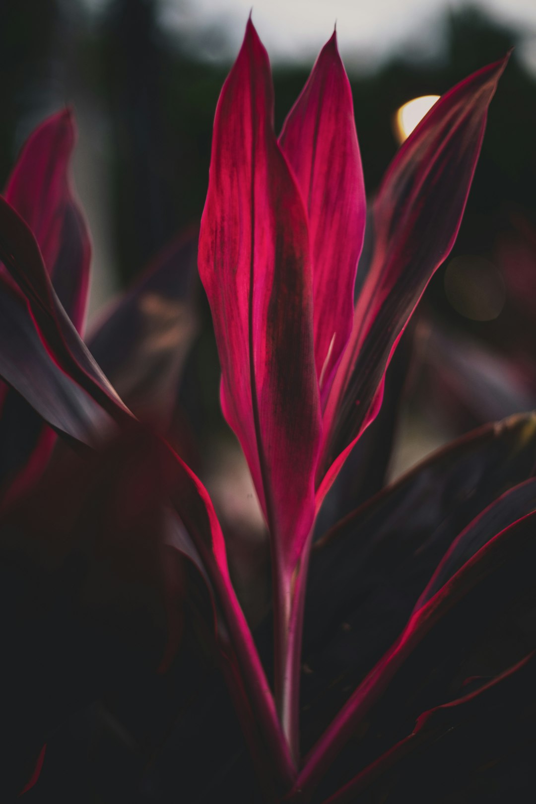 red flower in close up photography