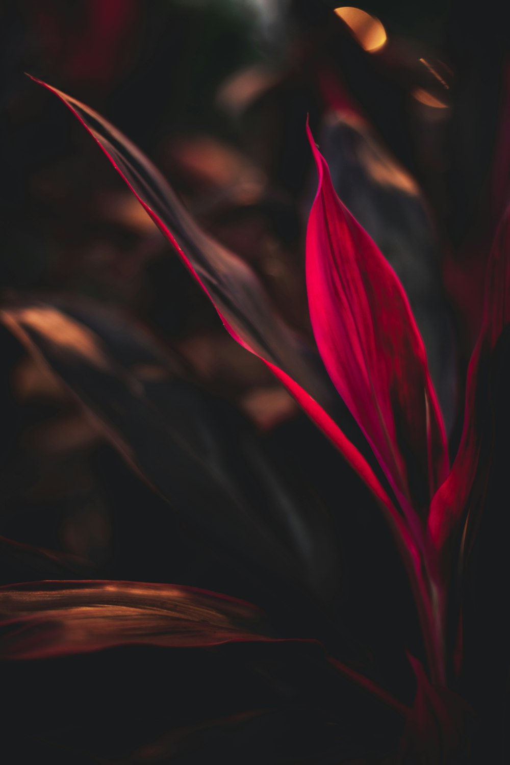 red flower in close up photography