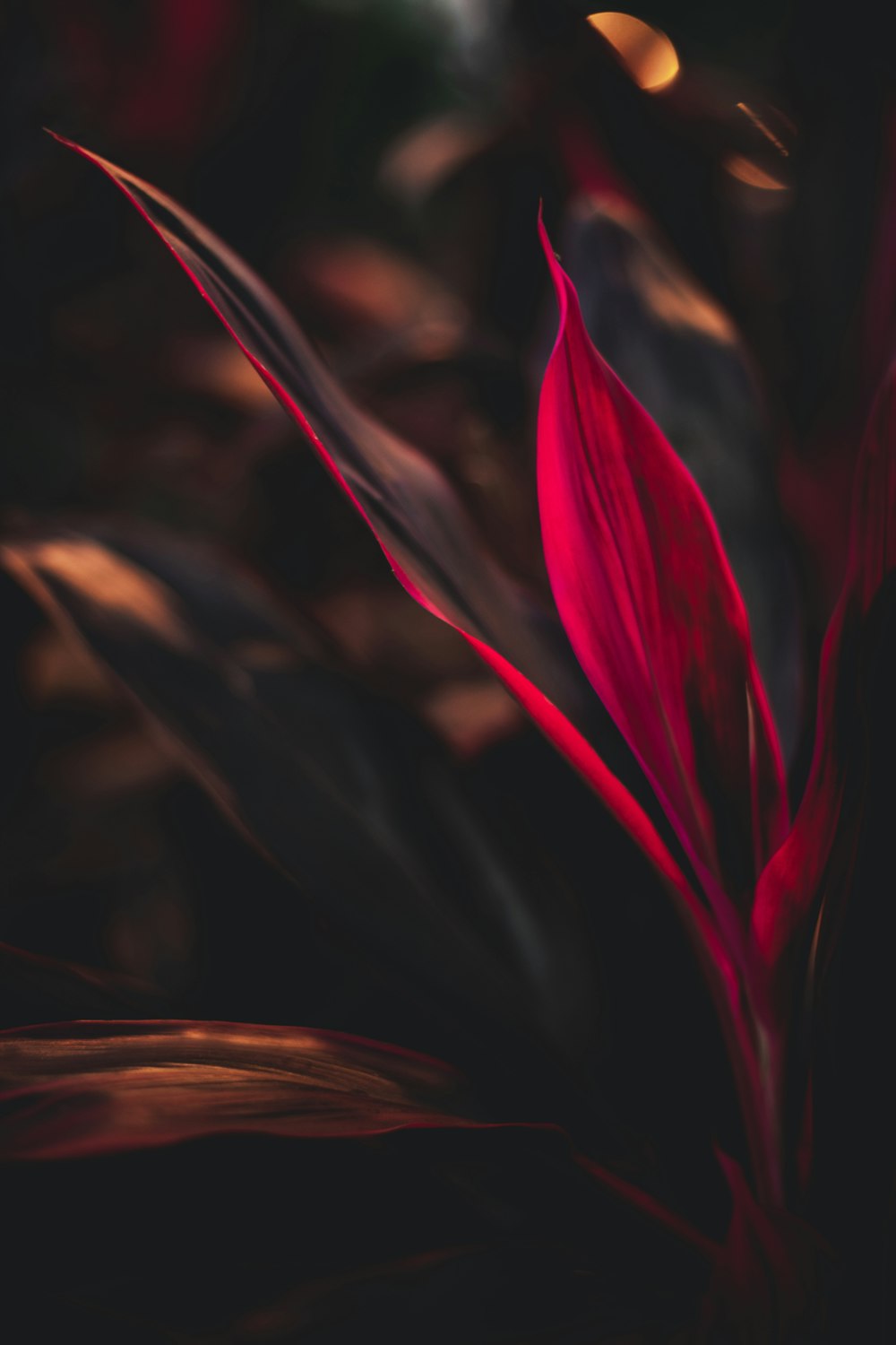 flor roja en fotografía de primer plano