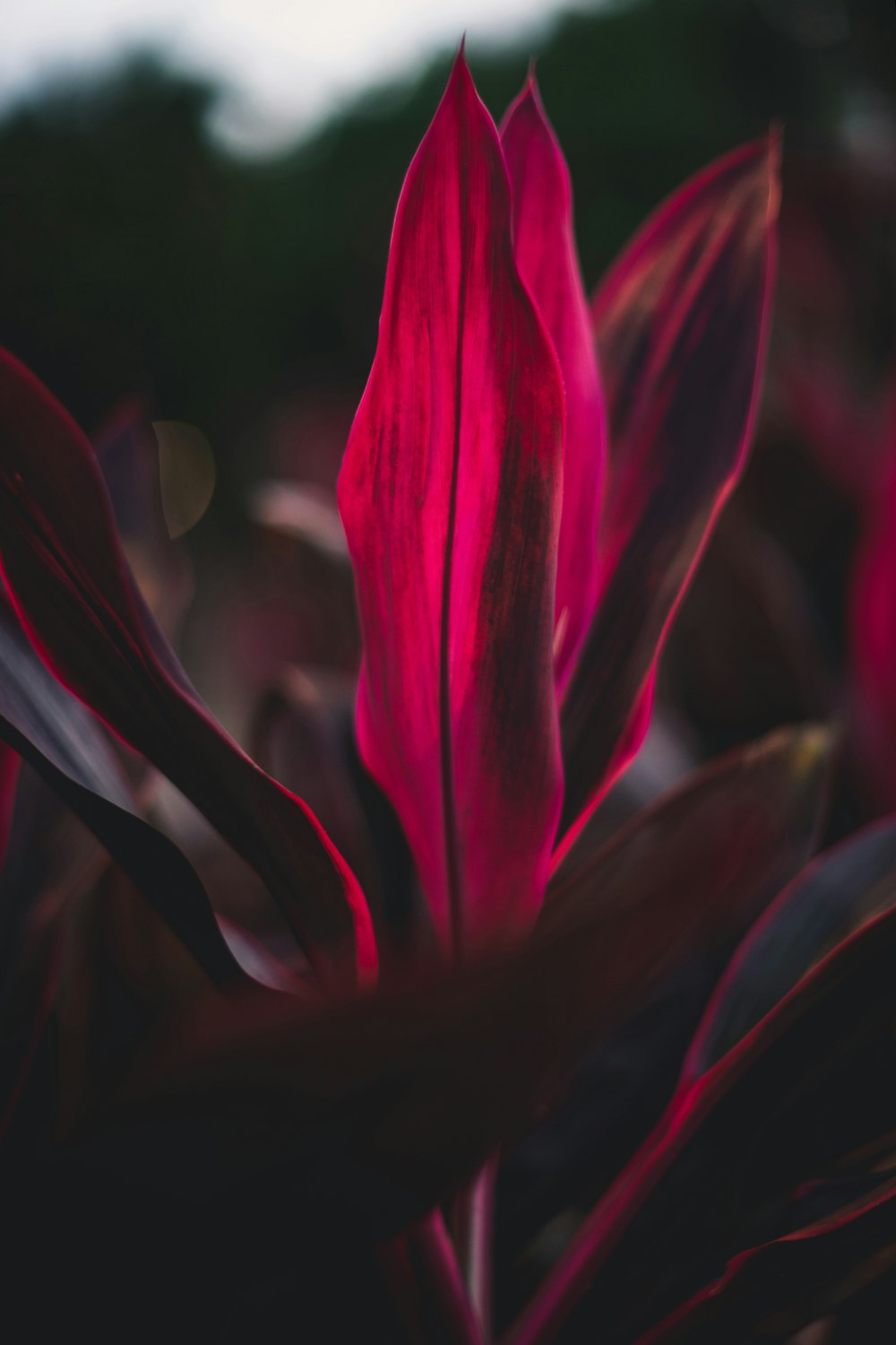 red tulip in bloom during daytime