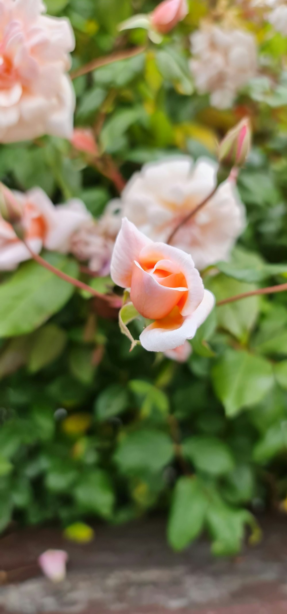 white and pink rose in bloom during daytime