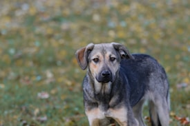 A medium-sized dog with a short, thick coat stands in a grassy field. The dog has a mix of gray and brown fur with a hint of tan near the face and legs. Its ears are floppy, and it has a calm, attentive expression.