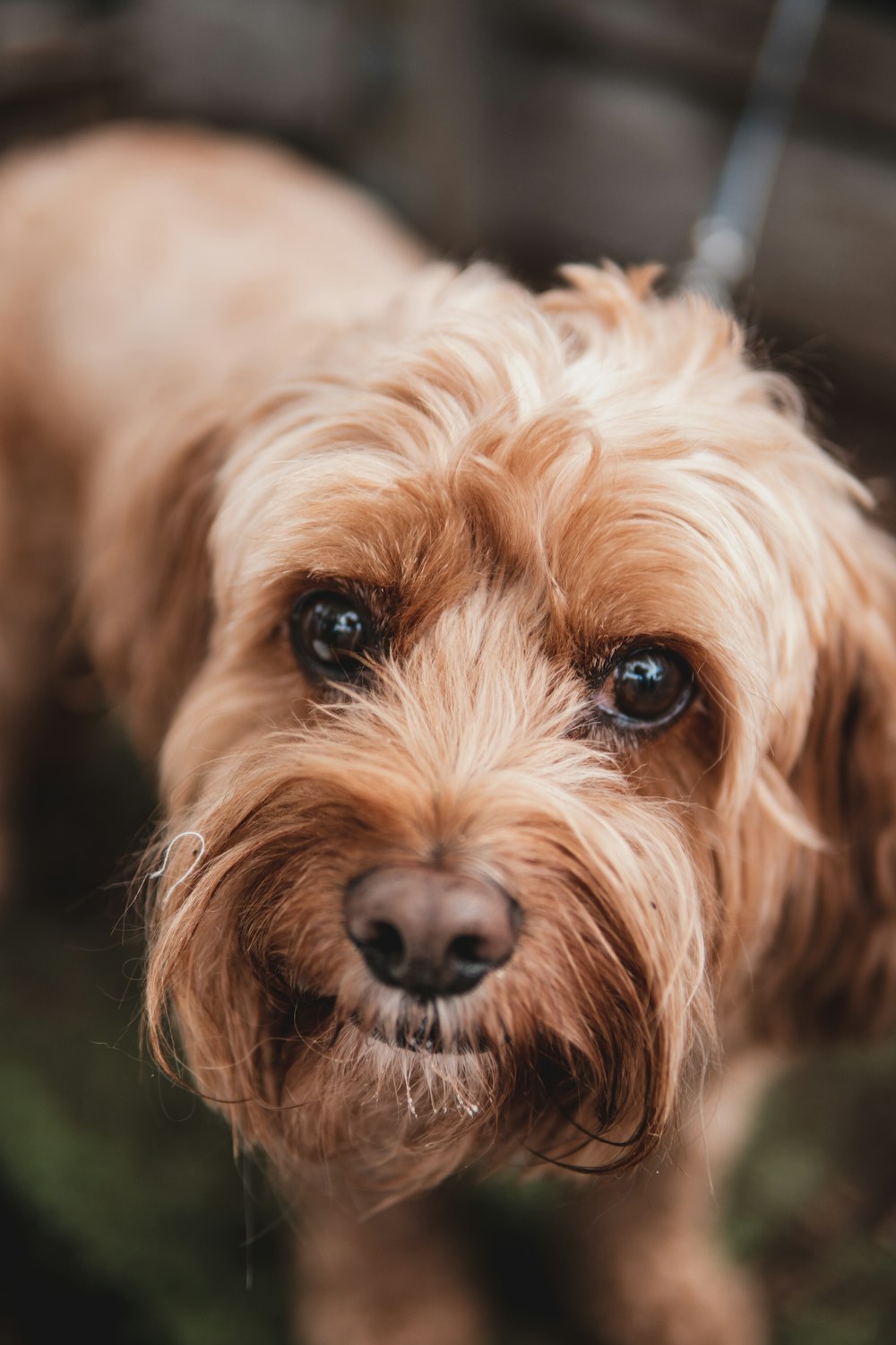 brown and white long coated small dog