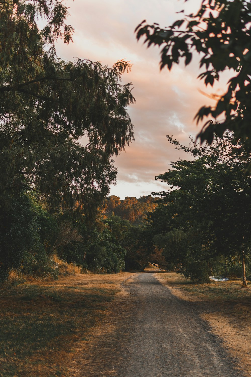 green trees beside gray asphalt road during daytime