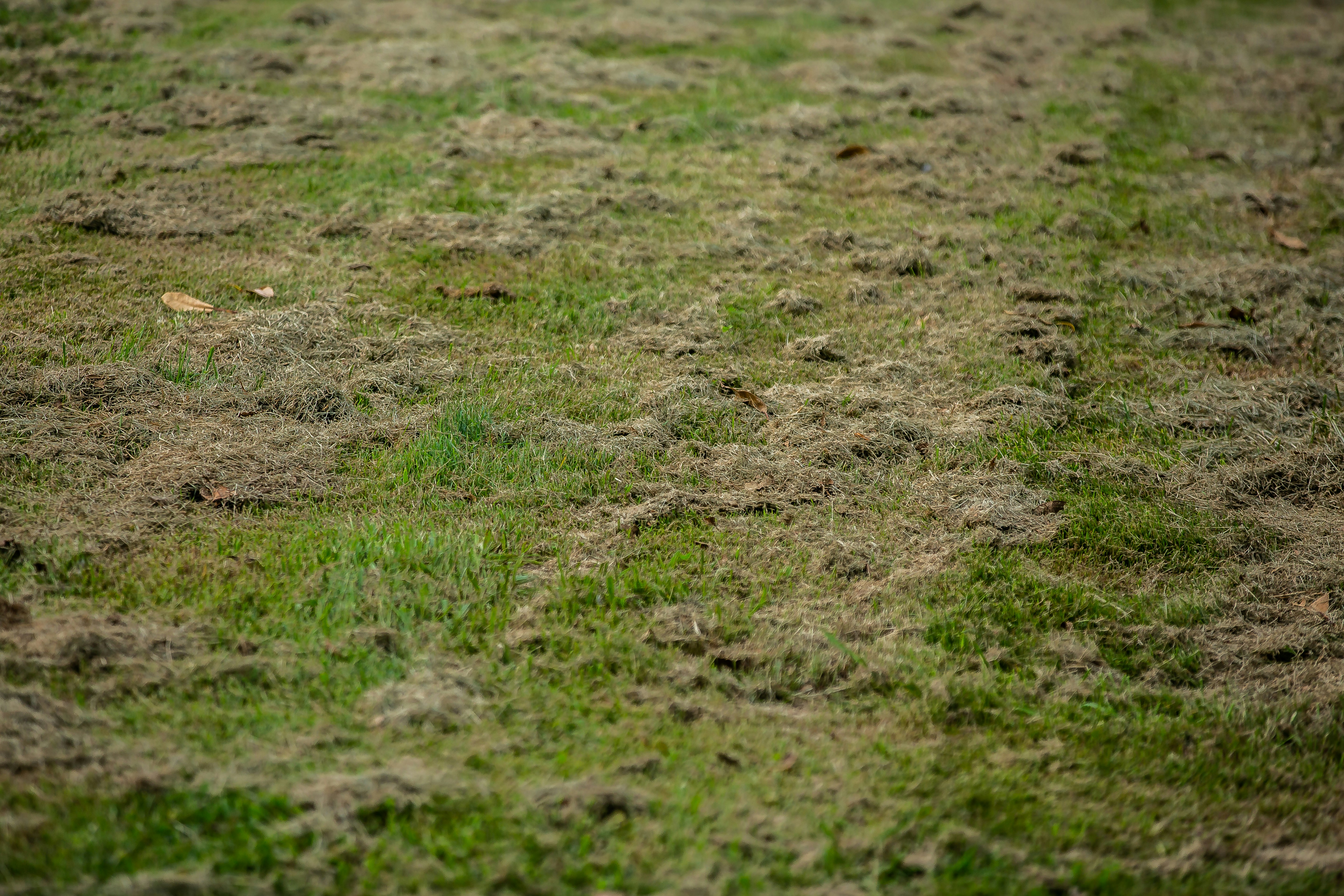 Dead Grass Pictures Download Free Images on Unsplash