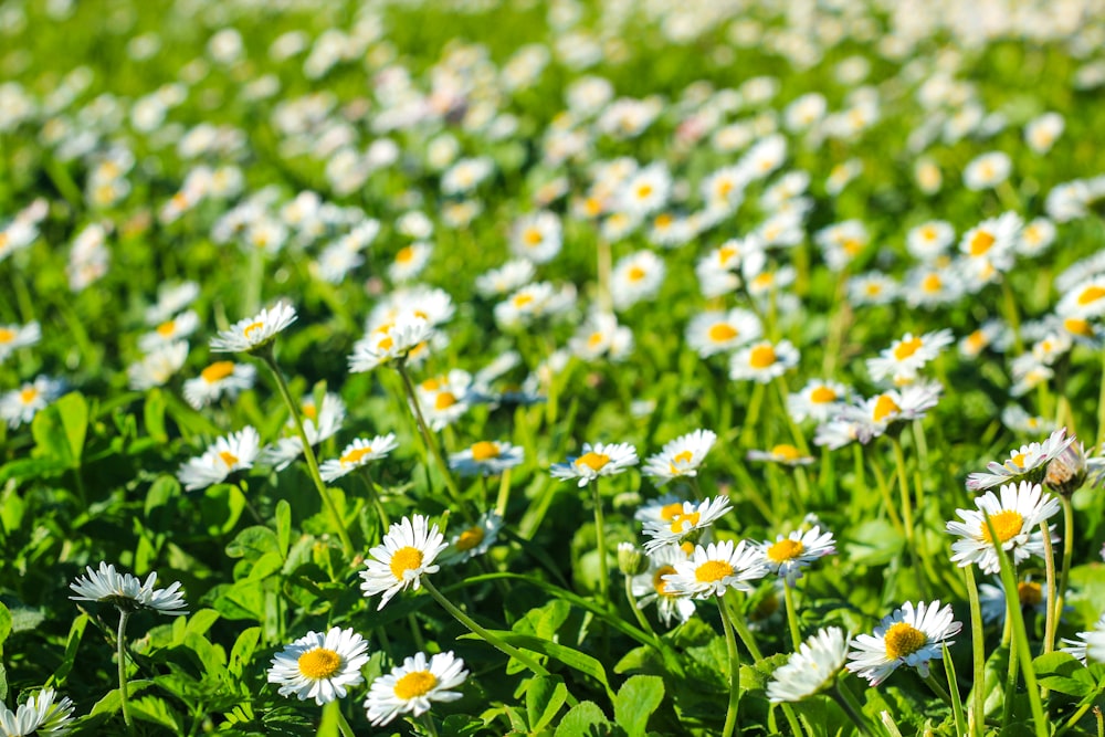 white and yellow flowers in tilt shift lens