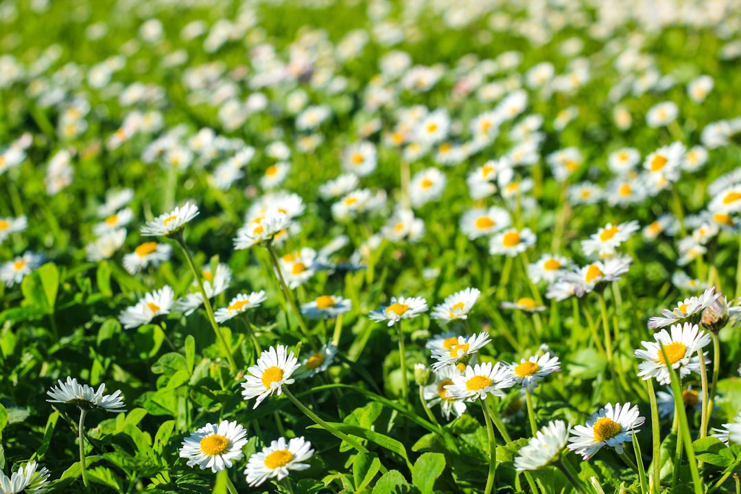 Daisy Field Pictures | Download Free Images on Unsplash