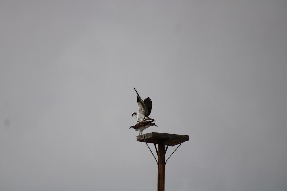 black and white bird on brown wooden stand