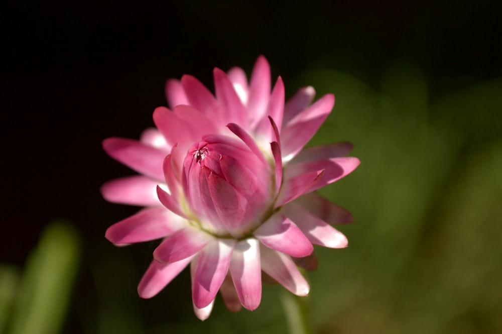 틸트 시프트 렌즈의 분홍색 꽃