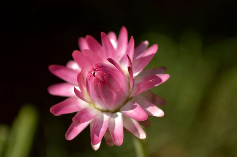 pink flower in tilt shift lens